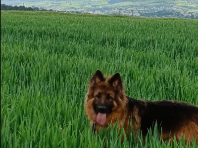 Promenade de votre chien