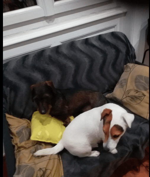 Garde de votre chien à mon domicile