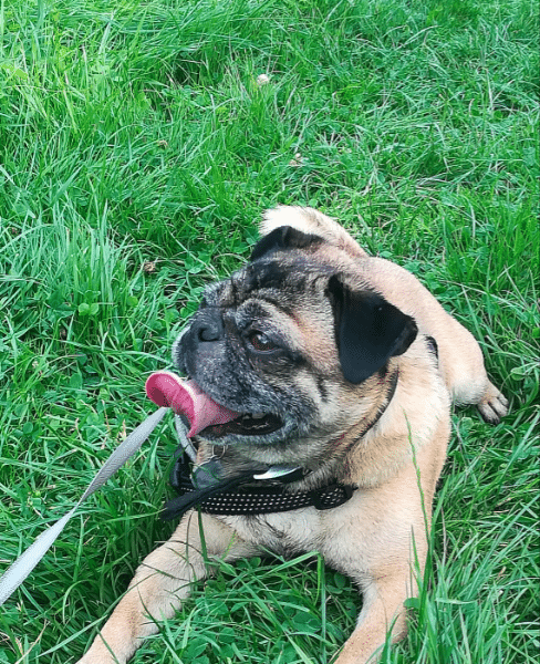 Garde de votre chien à mon domicile