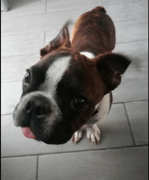 Garde de votre chien à mon domicile