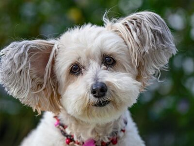 Garde de chien (petit et moyen gabarit)