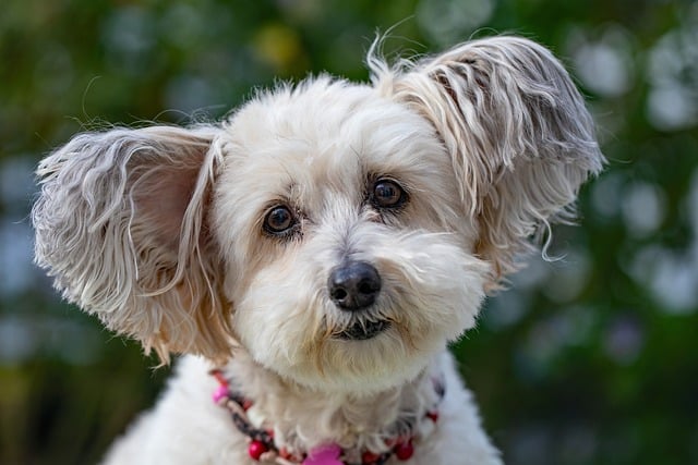 Garde de chien (petit et moyen gabarit)