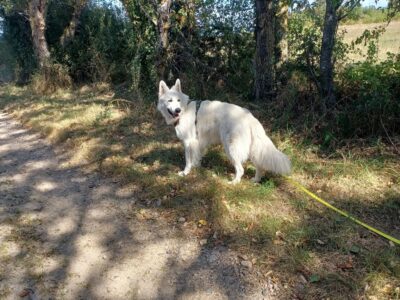 Promenades de chiens individuelles / collectives