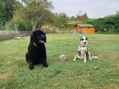 Visite à domicile (chien)