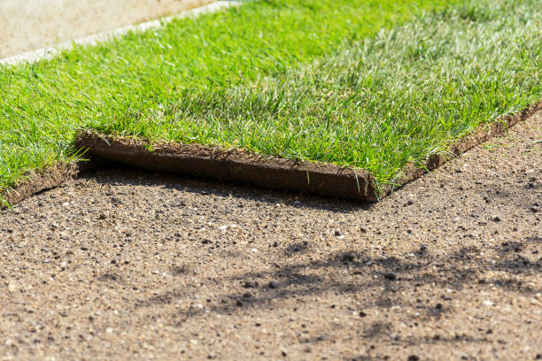 Engazonnement à la Grand Croix