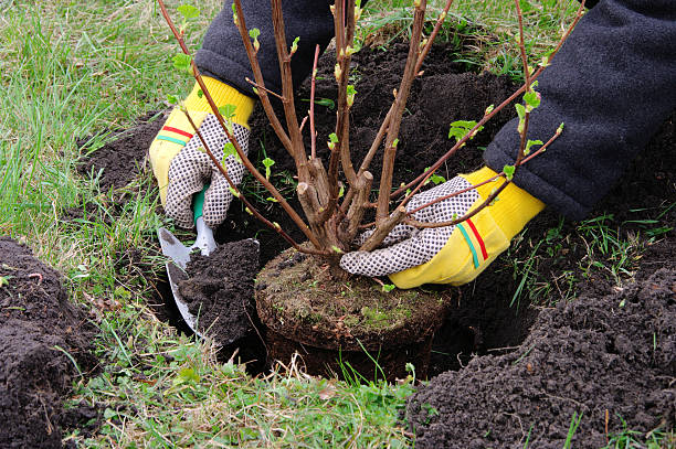 Plantation d'arbustes à Unieux