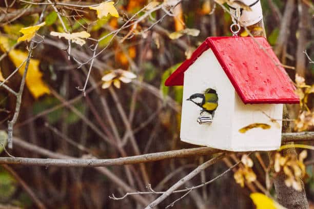 Favoriser la biodiversité dans son jardin avec un nichoir