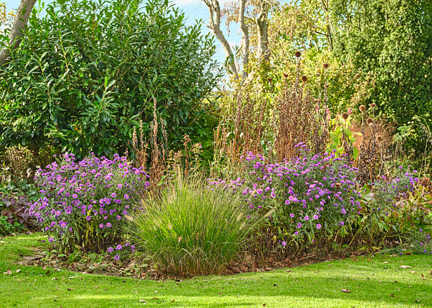 Plantes locales résistantes à la sécheresse à Roche-la-Molière