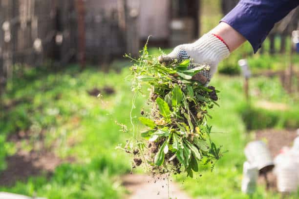 Main gantée retirant de l’herbe dans un jardin