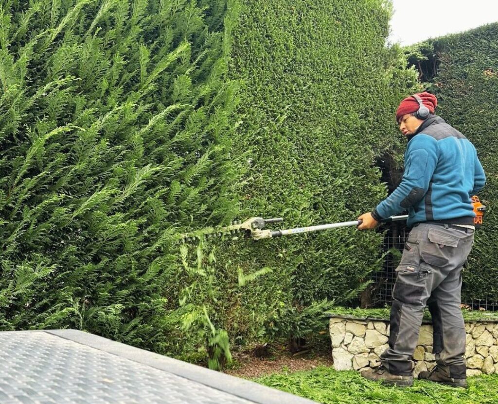 Professionnel taillant une haie dans le cadre de l’entretien d’un jardin