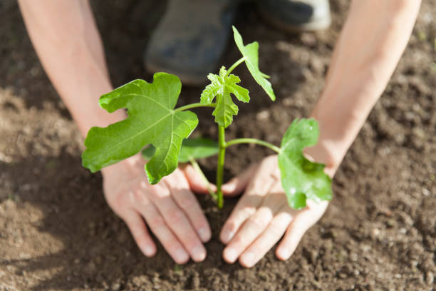 Aménagement extérieur, plantations, massifs et création de gazon 🌱