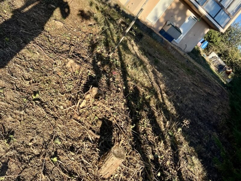 Abattage d’arbres et élagage : entretien et sécurisation de vos arbres 🌳