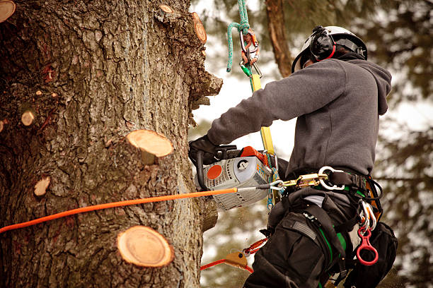 Abattage d’arbres et élagage : entretien et sécurisation de vos arbres 🌳