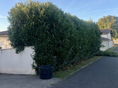 Entretien d’espaces verts : taille de haies et tonte de pelouse 🌿