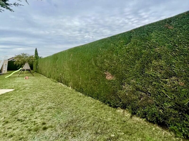 Entretien d’espaces verts : taille de haies et tonte de pelouse 🌿