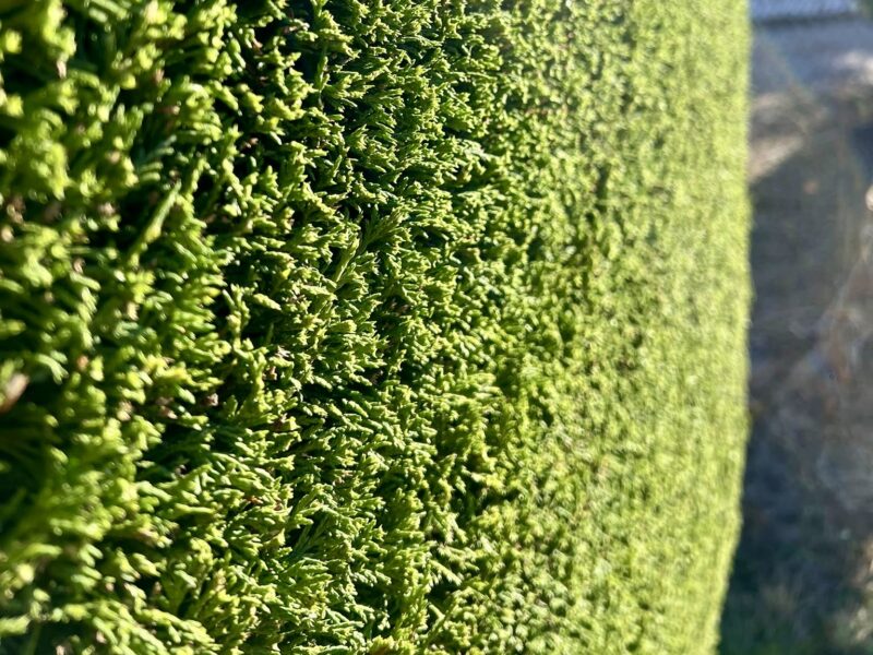 Entretien d’espaces verts : taille de haies et tonte de pelouse 🌿